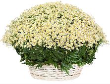 Цветочная композиция из Ромашки в корзине #REPLACE_PRED# Татищево